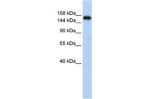 Western Blotting (WB) image for anti-Synaptojanin 1 (SYNJ1) antibody (ABIN2458507) (Synaptojanin 1 抗体)