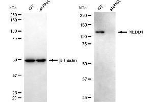 anti-Neural Precursor Cell Expressed, Developmentally Down-Regulated 4, E3 Ubiquitin Protein Ligase (NEDD4) antibody