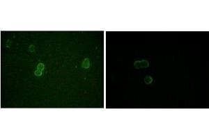 Immunofluorescence analysis of methanol-fixed L-02 (left) and Cos7 (right) cells using ApoM antibody showing cytoplasmic and membrane localization. (Apolipoprotein M 抗体)