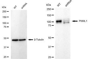 Western blotting analysis using PIWIL1 antibody (ABIN7799840). (Recombinant PIWIL1 抗体)