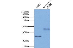 293 cell expression of MUC16c57-114-pFUSE-hIgG1-Fc2 fusion protein was resolved by electrophoresis, transferred to PVDF membrane, and probed with Mouse Anti-Human IgG1 Fc-HRP (小鼠 anti-人 IgG1 (Fc Region) Antibody (HRP))
