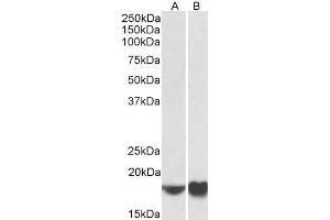 ABIN5539807 (0. (ARF4 抗体  (AA 137-150))