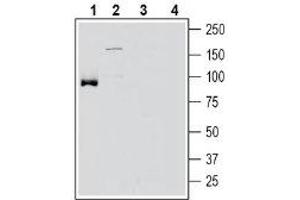 Western Blotting (WB) image for anti-Solute Carrier Family 6 (Neutral Amino Acid Transporter), Member 15 (SLC6A15) (AA 691-705), (Intracellular) antibody (ABIN7043747)