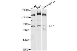 Western blot analysis of extracts of various cell lines, using IRF7 antibody (ABIN5995679) at 1:3000 dilution. (IRF7 抗体)