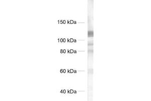 dilution: 1 : 500, sample: crude synaptosomal fraction of rat brain (P2) (GRIP1 抗体  (AA 662-769))