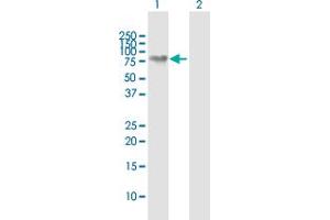 Western Blot analysis of NEFL expression in transfected 293T cell line by NEFL MaxPab polyclonal antibody. (NEFL 抗体  (AA 1-543))