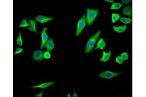Immunofluorescence staining of HepG2 Cells with ABIN7127435 at 1:50, counter-stained with DAPI.
