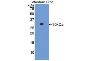 Western Blotting (WB) image for anti-Amylase alpha 2, Pancreatic (AMY2) (AA 22-257) antibody (ABIN1866666) (AMY2 抗体  (AA 22-257))