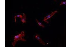 Immunofluorescence (IF) image for anti-Platelet/endothelial Cell Adhesion Molecule (PECAM1) antibody (ABIN2664550) (CD31 抗体)