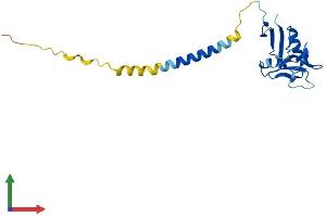 Protein Structure (PS) image for Killer Cell Lectin-Like Receptor Subfamily G, Member 1 (KLRG1) (AA 1-188) protein (His tag) (ABIN7562657)