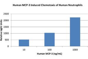 SDS-PAGE of Human Monocyte Chemotactic Protein-3 (CCL7) Recombinant Protein Bioactivity of Human Monocyte Chemotactic Protein-3 (CCL7) Recombinant Protein. (CCL7 蛋白)
