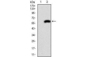 Western blot analysis using PDX1 mAb against HEK293 (1) and PDX1 (AA: 39-283)-hIgGFc transfected HEK293 (2) cell lysate. (PDX1 抗体)