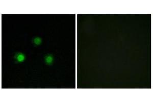 Immunofluorescence (IF) image for anti-Mismatch Repair Protein 2 (MSH2) (Internal Region) antibody (ABIN2843737) (MSH2 抗体  (Internal Region))