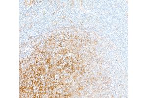 Immunohistochemistry (IHC) image for anti-CD14 (CD14) (AA 20-352) antibody (ABIN7453998) (Recombinant CD14 抗体  (AA 20-352))