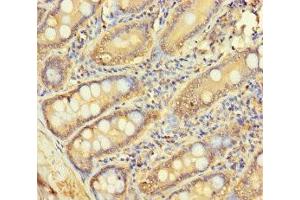 Immunohistochemistry of paraffin-embedded human small intestine tissue using ABIN7158841 at dilution of 1:100 (LOXL3 抗体  (AA 401-608))