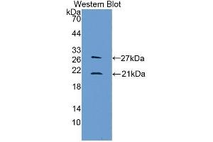 Western Blotting (WB) image for anti-Lipocalin 1 (LCN1) (AA 24-172) antibody (ABIN1868915)