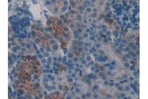 DAB staining on IHC-P; Samples: Mouse Kidney Tissue (Frataxin 抗体  (AA 41-207))