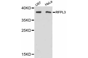 Western blot analysis of extracts of various cell lines, using RFPL3 antibody (ABIN5998688) at 1:3000 dilution. (RFPL3 抗体)