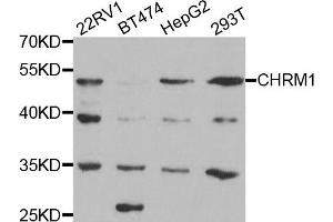 Western blot analysis of extracts of various cell lines, using CHRM1 antibody. (CHRM1 抗体)