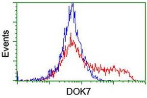 HEK293T cells transfected with either RC219267 overexpress plasmid (Red) or empty vector control plasmid (Blue) were immunostained by anti-DOK7 antibody (ABIN2455837), and then analyzed by flow cytometry. (DOK7 抗体)