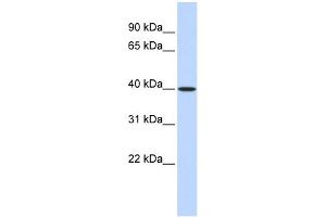 WB Suggested Anti-MAT2B Antibody Titration: 0.