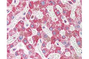 Anti-FBXO43 / EMI2 antibody IHC of human liver. (FBXO43 抗体  (N-Term))