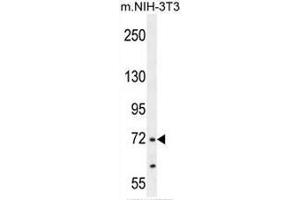 NUAK2 Antibody western blot analysis in mouse NIH-3T3 cell line lysates (35µg/lane).
