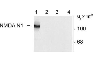 Western blots of 10 ug of HEK 293 cells expressing: Lane 1 - NR1 subunit containing the N1 and C2' Insert showing specific immunolabeling of the ~120k NR1 subunit of the NMDA receptor containing the N1 splice variant insert. (GRIN1/NMDAR1 抗体)
