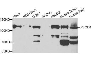 Western blot analysis of extracts of various cells, using PLOD1 antibody. (PLOD1 抗体)