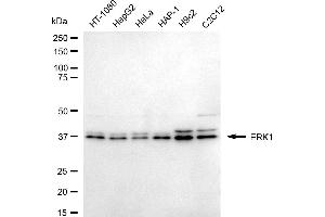 Western blotting analysis using ERK1 antibody (ABIN7799454).