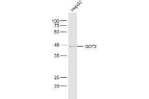 HepG2 lysates probed with GOT2 Polyclonal Antibody, Unconjugated  at 1:300 dilution and 4˚C overnight incubation. (GOT2 抗体  (AA 81-180))