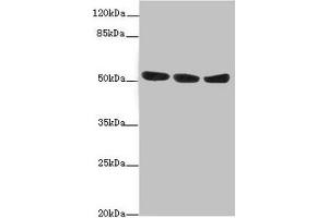 Western blot All lanes: KYNU antibody at 1. (KYNU 抗体  (AA 1-307))