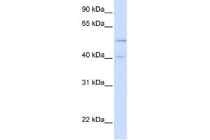 WB Suggested Anti-ATG4B Antibody Titration: 0. (ATG4B 抗体  (N-Term))