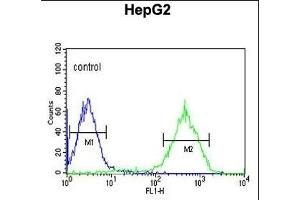 NDUFA10 Antibody (Center) (ABIN653725 and ABIN2843032) flow cytometric analysis of HepG2 cells (right histogram) compared to a negative control cell (left histogram). (NDUFA10 抗体  (AA 252-281))