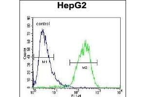 CHPT1 Antibody (N-term) (ABIN654145 and ABIN2844012) flow cytometric analysis of HepG2 cells (right histogram) compared to a negative control cell (left histogram). (CHPT1 抗体  (N-Term))