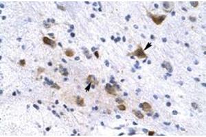 Immunohistochemical staining (Formalin-fixed paraffin-embedded sections) of human brain with KCNH6 polyclonal antibody  at 4-8 ug/mL working concentration. (KCNH6 抗体  (N-Term))