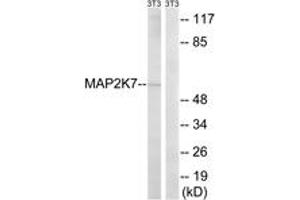 Western blot analysis of extracts from NIH-3T3 cells, using MAP2K7 (Ab-271) Antibody. (MAP2K7 抗体  (AA 236-285))