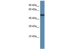 WB Suggested Anti-Anxa11 Antibody   Titration: 1. (Annexin A11 抗体  (C-Term))