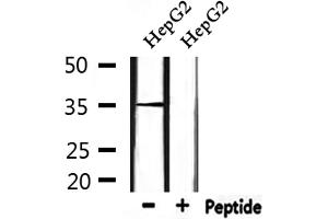 Western blot analysis of extracts from HepG2, using HOR5'Beta8 Antibody. (OR51J1 抗体)