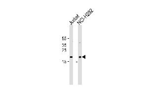 Western blot analysis in Jurkat,NCI-H292 cell line lysates (35ug/lane). (TAF10 抗体  (AA 121-150))