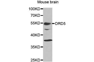 Western blot analysis of extracts of mouse brain tissue, using DRD5 antibody. (DRD5 抗体)