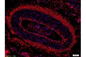 Immunofluorescence (IF) image for anti-Keratin 18 (KRT18) (AA 53-150) antibody (ABIN676973)