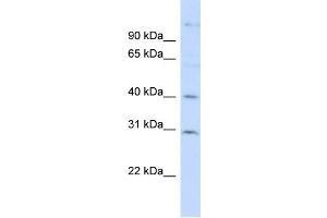 WB Suggested Anti-FAM50B Antibody Titration: 0. (FAM50B 抗体  (N-Term))