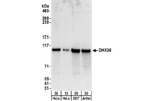 Western Blotting (WB) image for anti-DEAH (Asp-Glu-Ala-His) Box Polypeptide 36 (DHX36) (C-Term) antibody (ABIN7449716)
