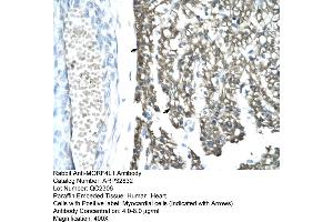 Human Heart (MORF4L1 抗体  (Middle Region))