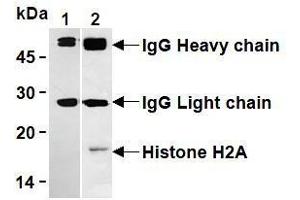 Western Blotting (WB) image for anti-Histone H2A antibody (ABIN1107544) (Histone H2A 抗体)