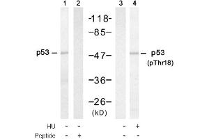 Image no. 1 for anti-Tumor Protein P53 (TP53) (Thr18) antibody (ABIN319304) (p53 抗体  (Thr18))
