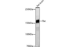 Western blot analysis of extracts of Rat brain, using Ret antibody (ABIN7269925) at 1:1000 dilution.