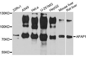 Western blot analysis of extracts of various cell lines, using AFAP1 antibody (ABIN1870854) at 1:1000 dilution. (AFAP 抗体)