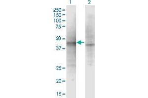 Western Blot analysis of ASZ1 expression in transfected 293T cell line by ASZ1 monoclonal antibody (M01), clone 3C9. (ASZ1 抗体  (AA 127-234))